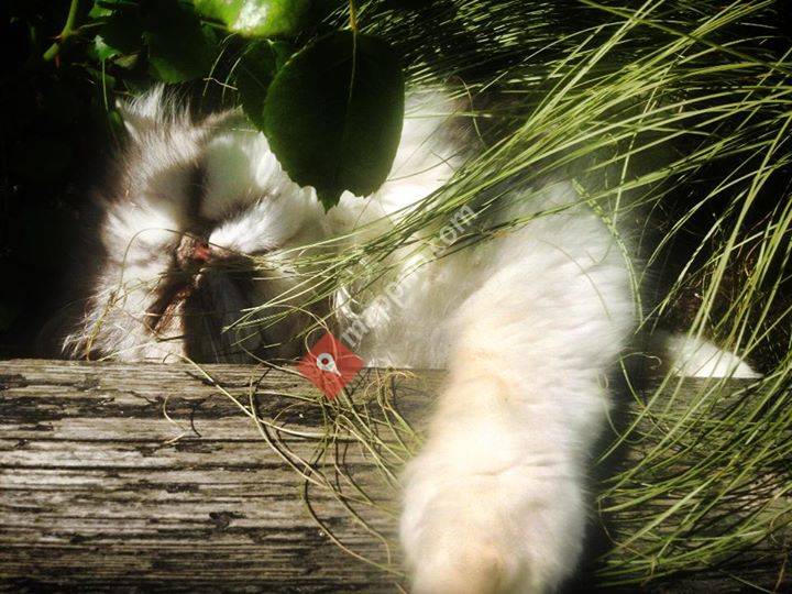 Strøm og H. Hansens Hvilehjem, Ogna