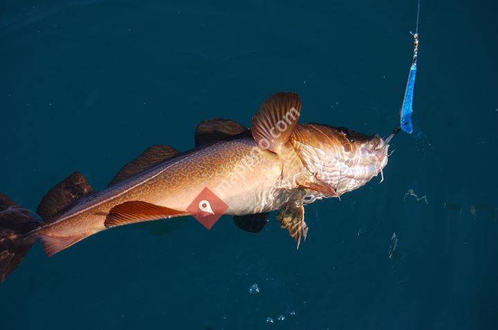 Strilafiske - Salg av Krabbe, Fisk og Hummer - Sotra.