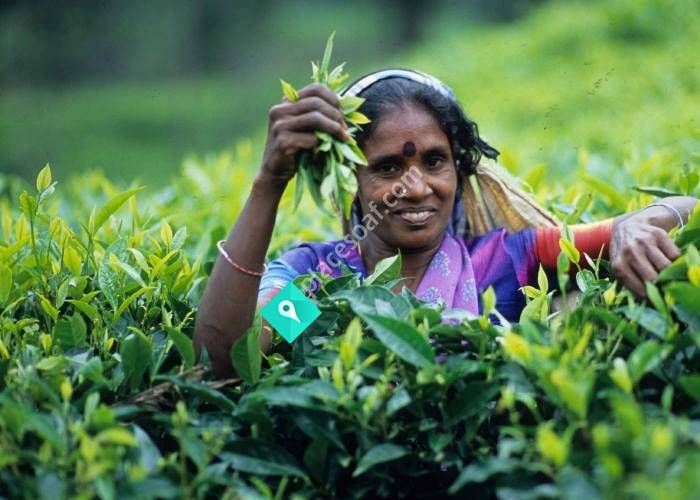 Svensk Pionjärmission