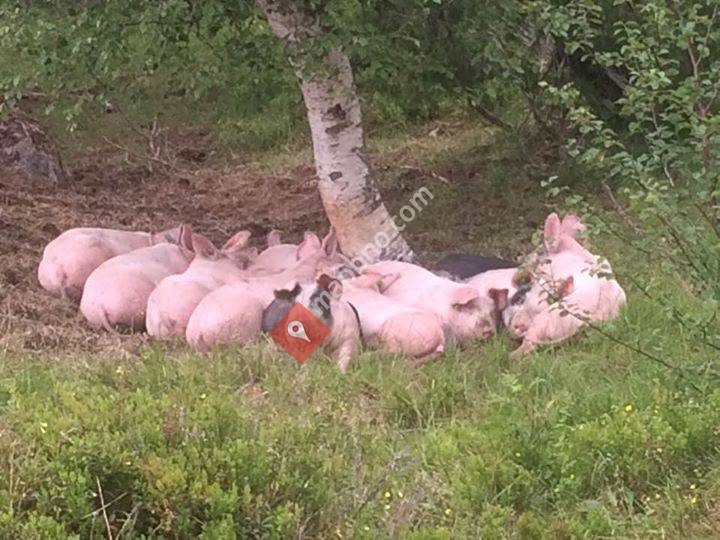 Svingeset frilandsgris