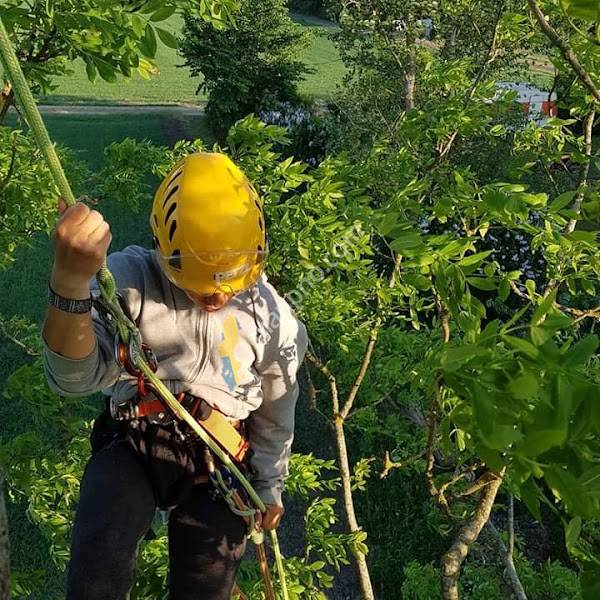 Sydkustens trädvård & trädgård