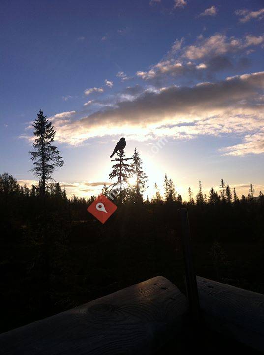 Taksidermist T. Holter