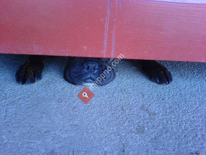 Terapi for hest og hund