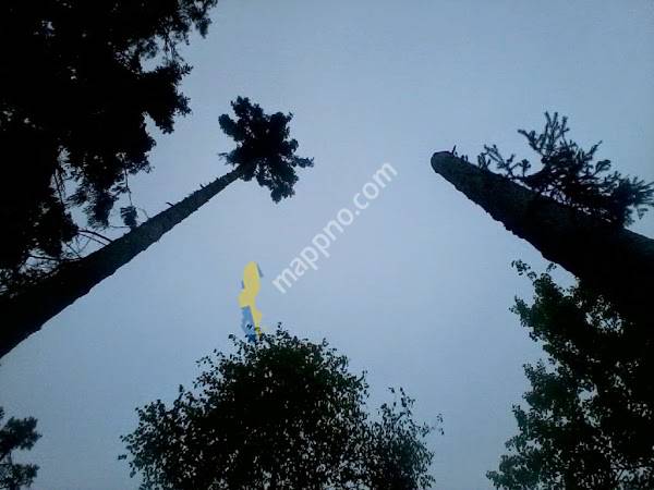 Trädfällning Ved - T Jansson Skogsarbeten