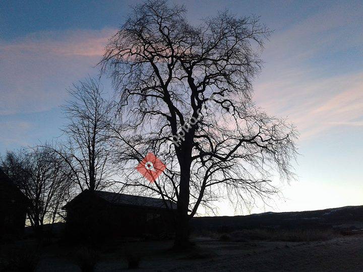 Trøndelag Trepleie