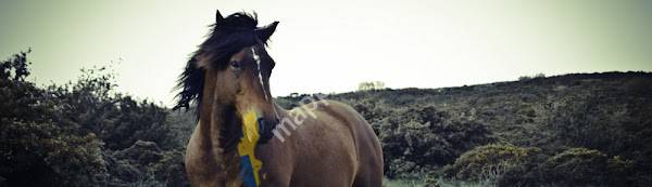 Travbanekliniken Hallands Djursjukhus