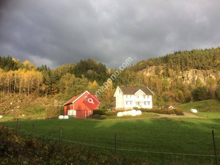 Valand Islandshest