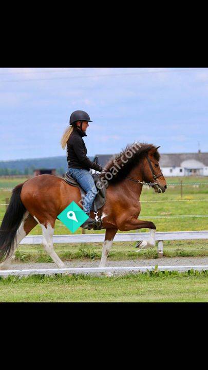 Valleröd Islandshästar