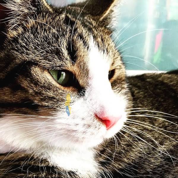 Veterinären i Stallarholmen