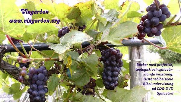 Vingården Förlag & Bibelskola