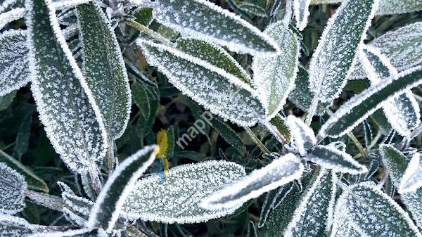 Vintervikens Trädgård - ideell förening