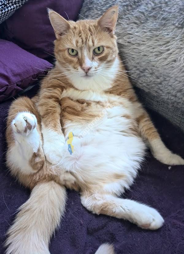 Your veterinarian in Sollefteå AB